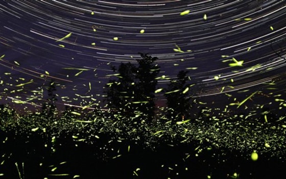 A one hour exposure photo taken June 22, 2009 shows fireflies in front of Steve Irvine's home in Big Bay, Ontario in Canada. A childhood rite of passage — catching fireflies in Mason jars and watching them glow — could be fading along with the dog days of summer. 
